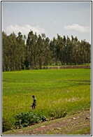 Rice Fields