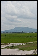 Flooded Fields