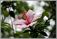 Hibiscus