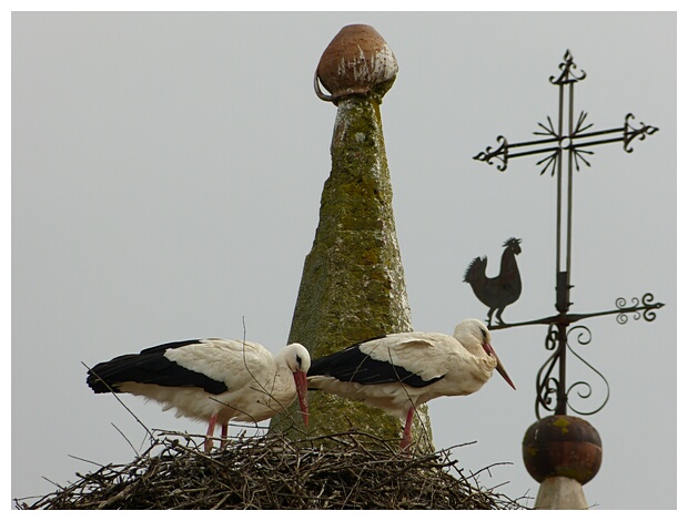 Cigeas y Gallo