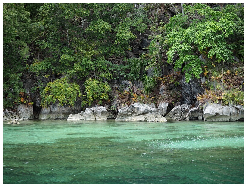 Coral Garden