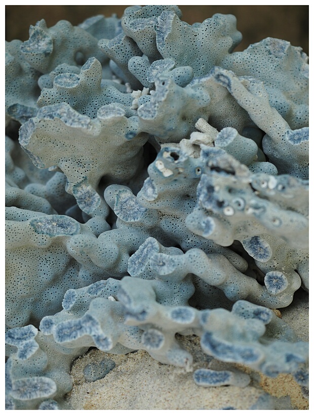 Blue Coral.