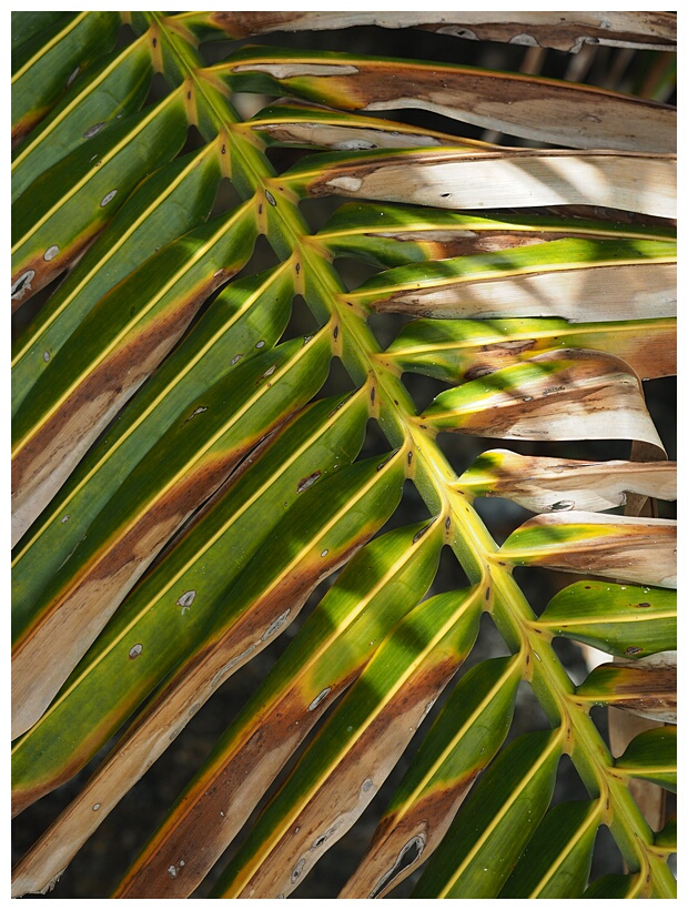 Palm Leaf