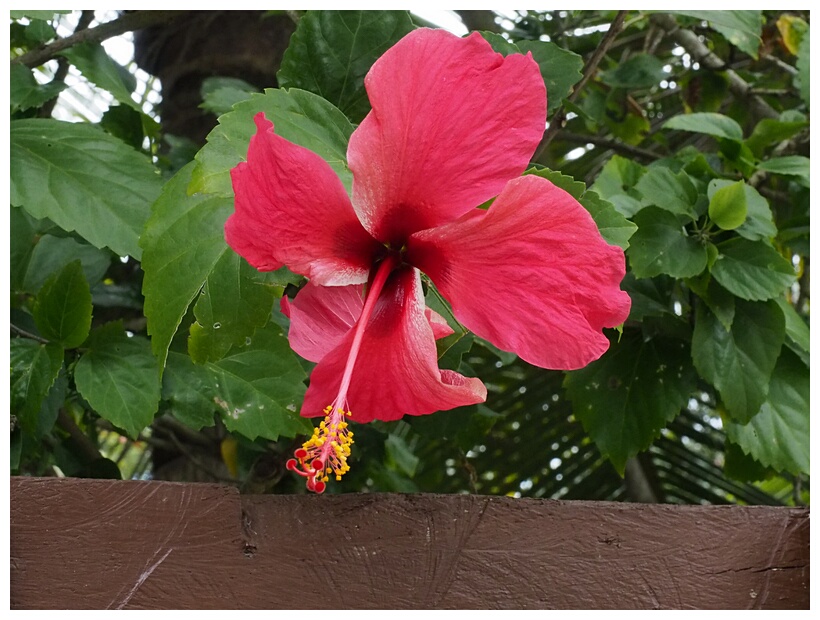 Hibiscus