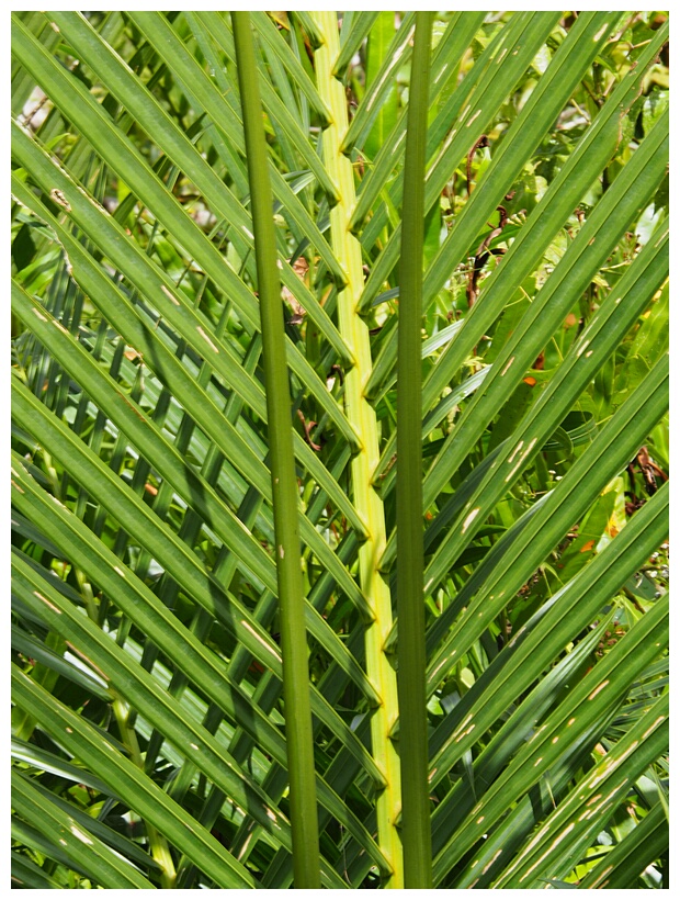 Nipa Palm