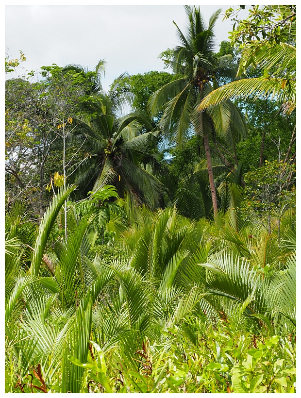 Lush Vegetation