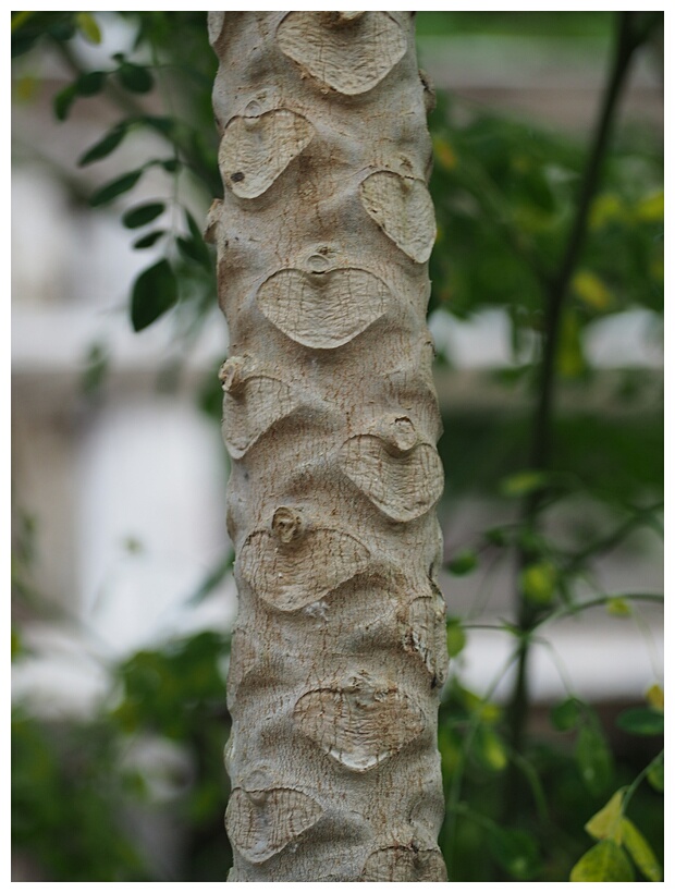 Papaya Trunk