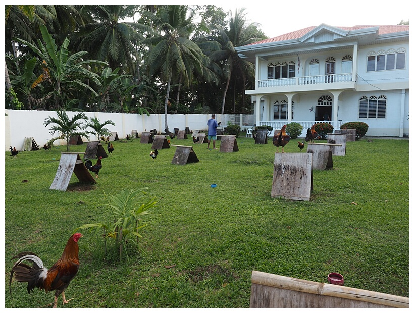 Cockfighting