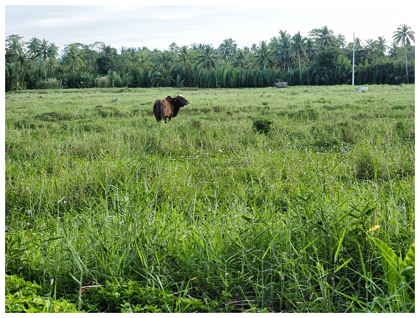 Rice Field