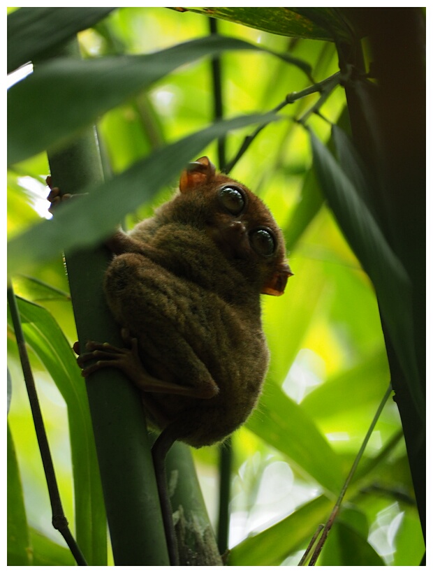 Tarsier Sanctuary 