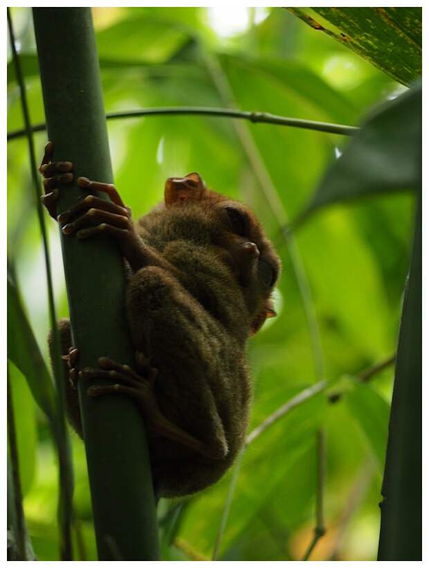 Tarsier