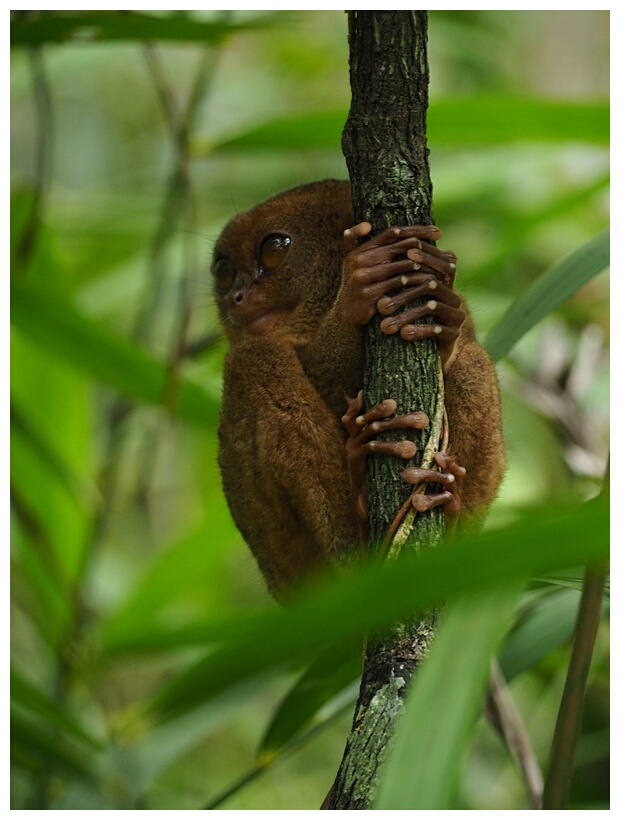 Tarsier