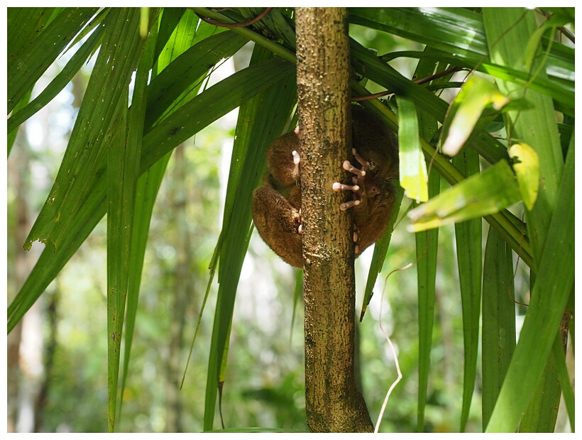 Tarsiers