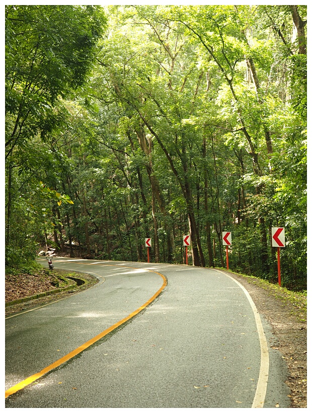 Mahogany Forest