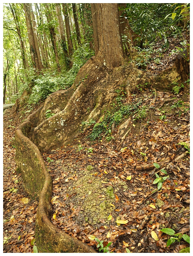 Mahogany Forest