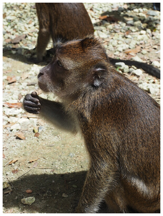 Rajah Sikatuna National Park