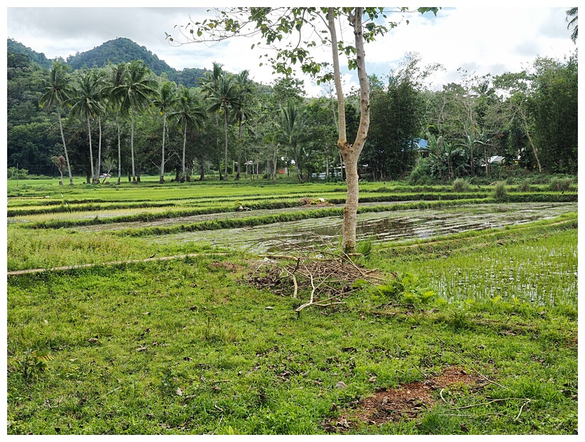 Rice Fields