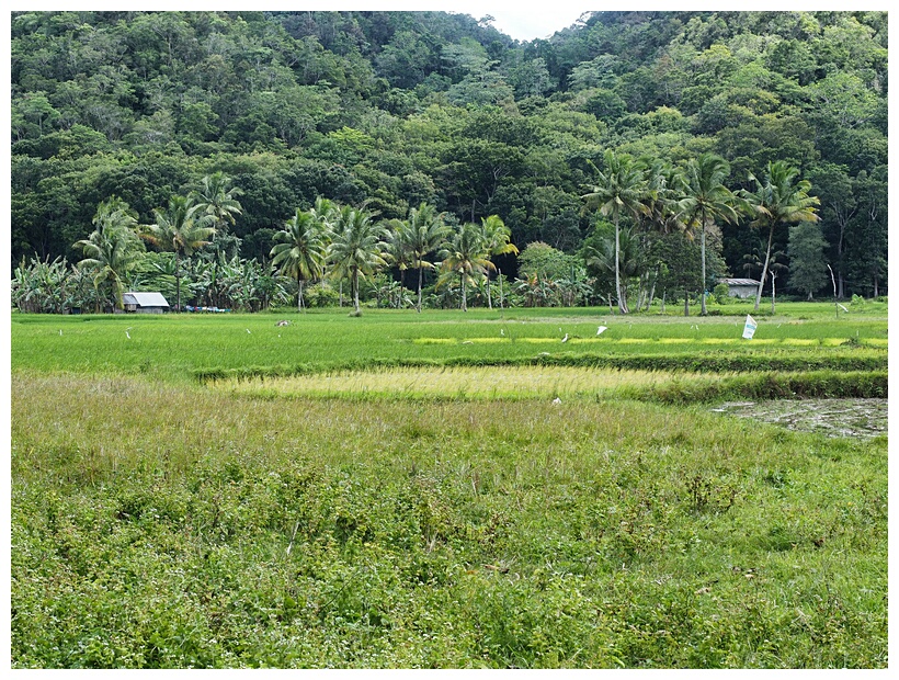 Rice Fields