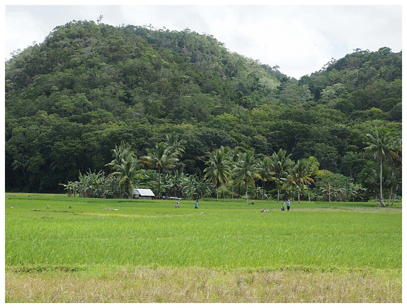 Rice Fields