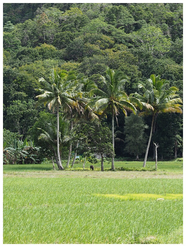 Bohol Landscape