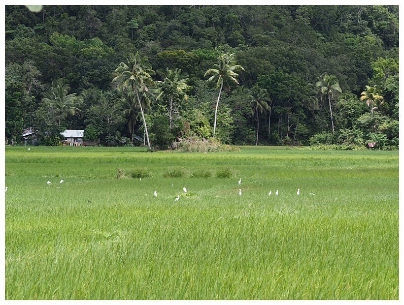 Rice Fields