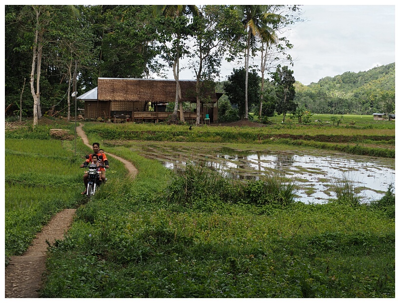 Bohol Landscape