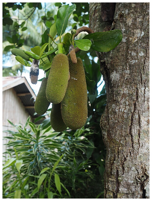 Jackfruit