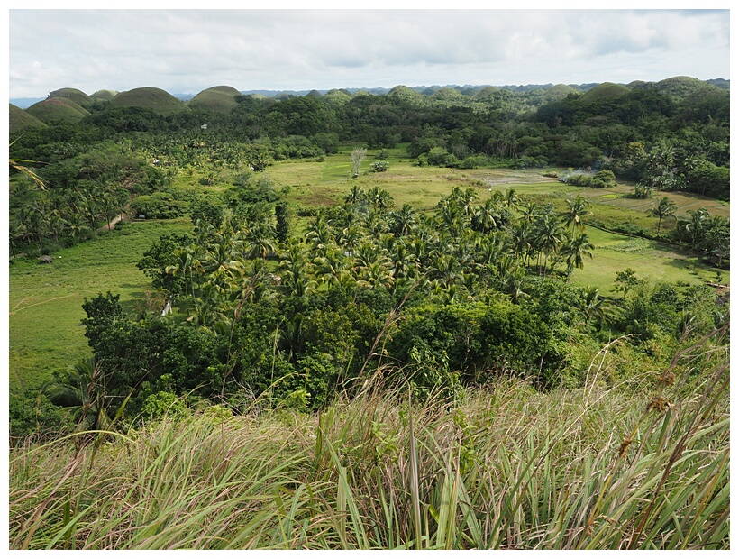 Chocolate Hills