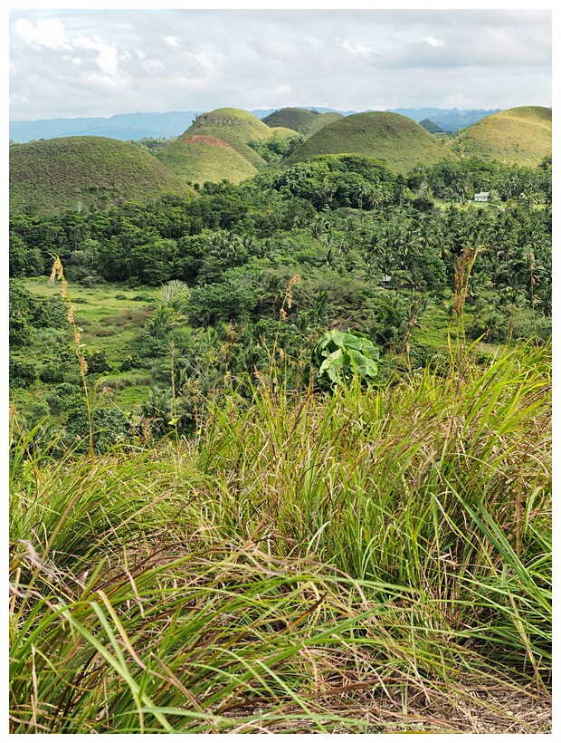 Chocolate Hills