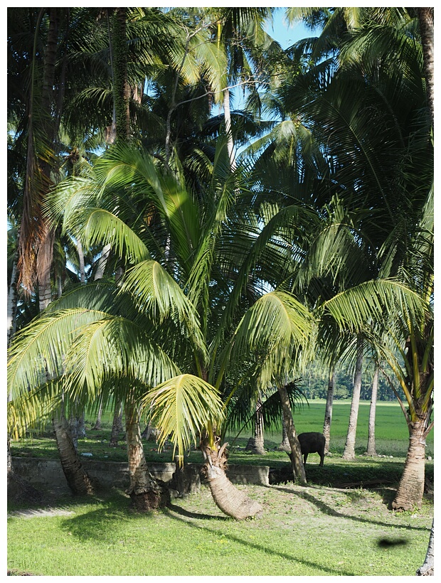 Coconut Trees