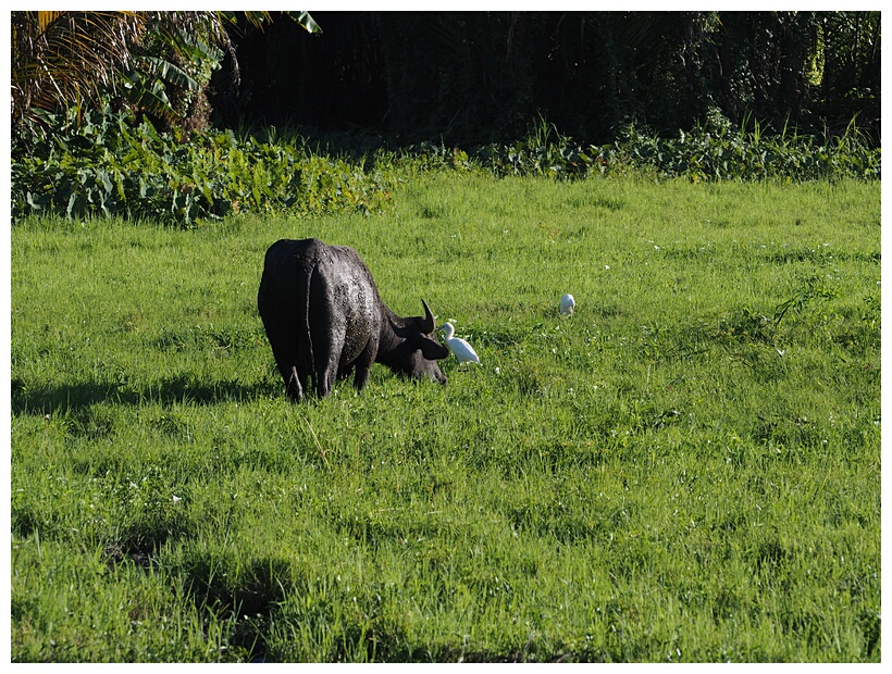 Carabao