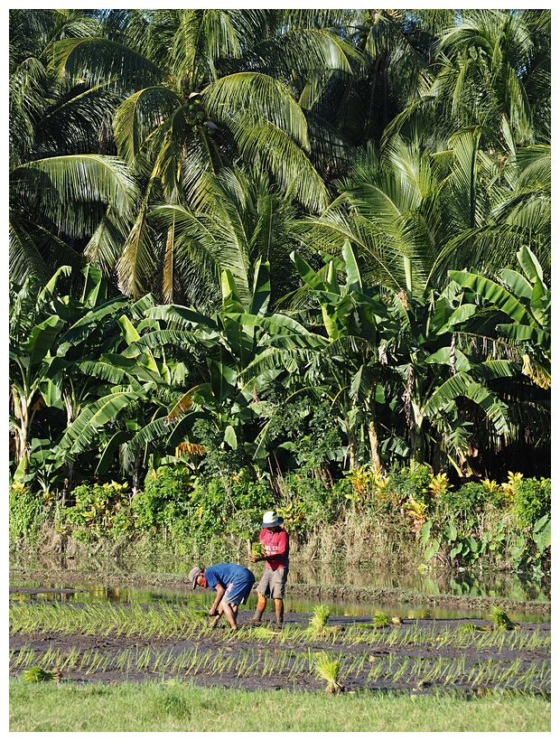 Rice Fields