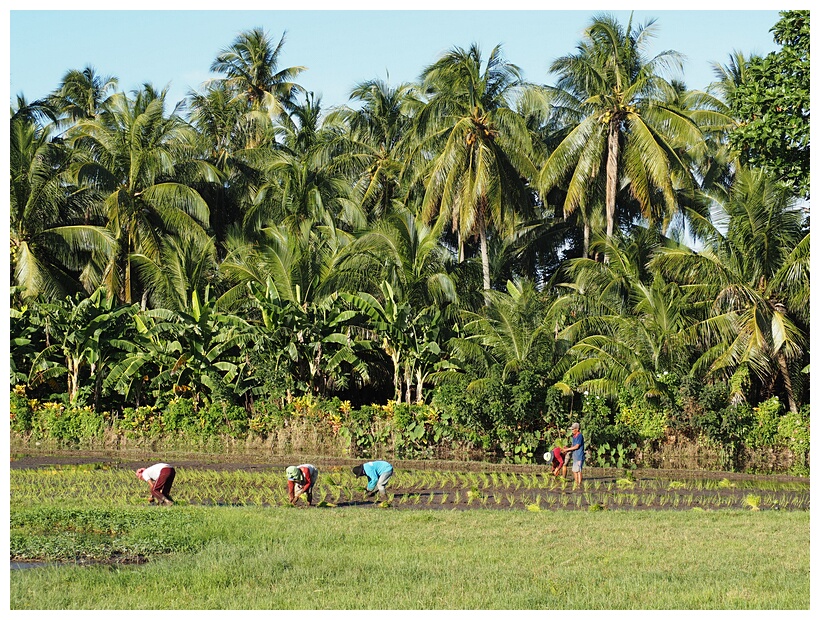 Rice Fields