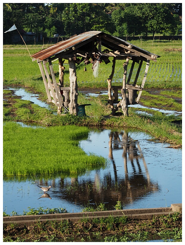 Old Hut