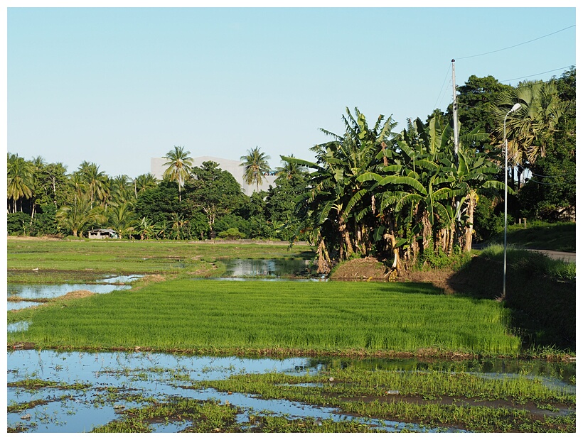 Rice Fields