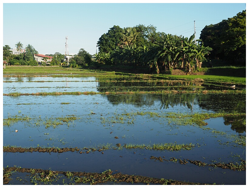 Rice Fields