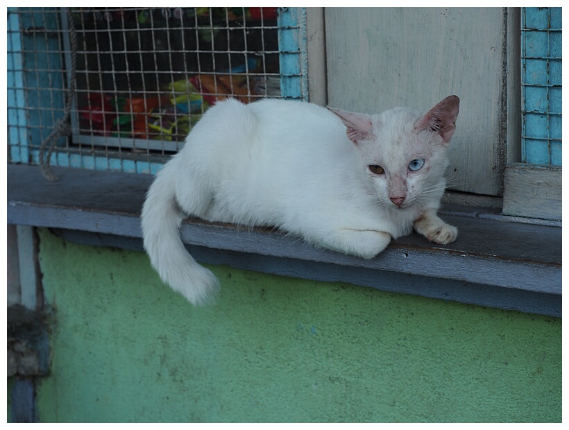 White Cat