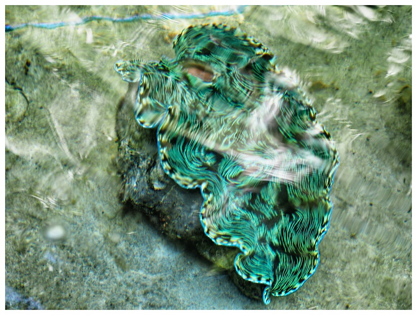 Giant Clam