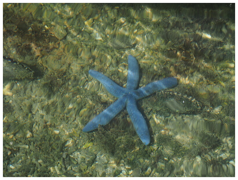 Starfish