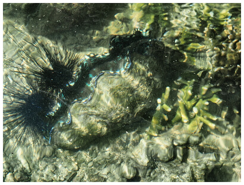 Giant Clam