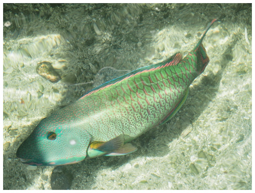 Parrot Fish