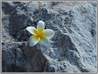 Frangipani Flower