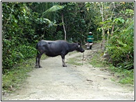 Carabao