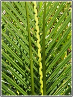 Nipa Palm