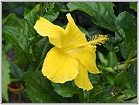 Yellow Hibiscus