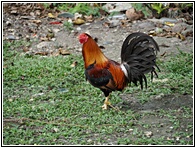 Rooster