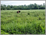 Rice Field