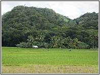 Rice Fields