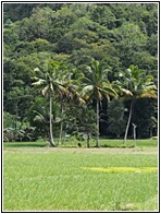 Bohol Landscape