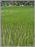 Rice Field